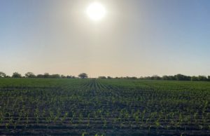 JR corn field in early growth stage