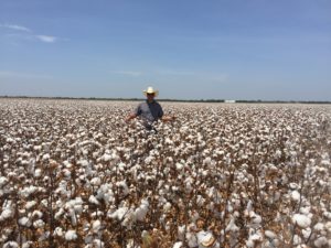 Matt Huie standing in a JR cotton field during harvest