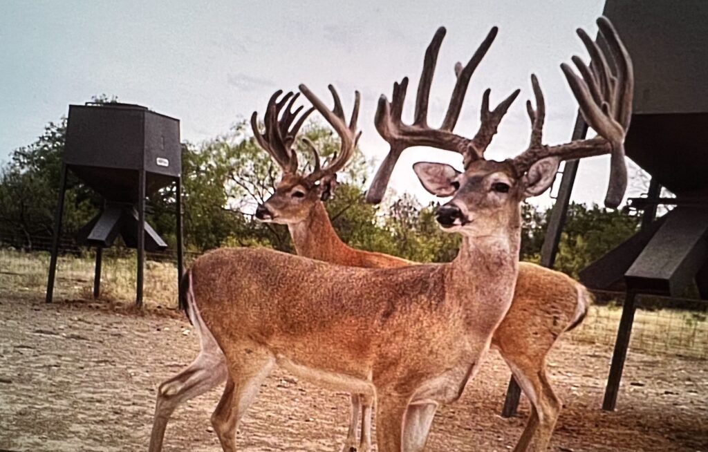 A trail cam picture of whitetail bucks at Pura Vida Ranch.